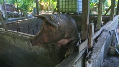 Kirli burunlu büyük yetişkin domuz çitin üzerinde duran kameraya bakıyor.
