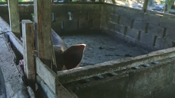 Zoom in op grote bruine varken zet zijn vuile snuit op camera staan in vuile paddock — Stockvideo