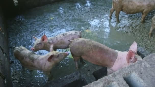 Bovenaanzicht op veel kleine witte gevlekte varkens spelen in vuil biggetje paddock — Stockvideo
