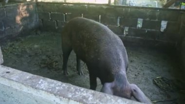 Büyük kahverengi domuz ahşap çitlerin arkasındaki domuz çayırlarında kirli flor yiyor.