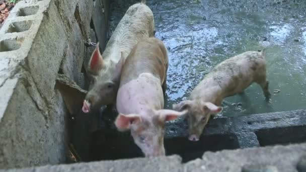 Вид зверху на багатьох маленьких білих плямистих свиней дивитися на камеру з брудного поросятка — стокове відео
