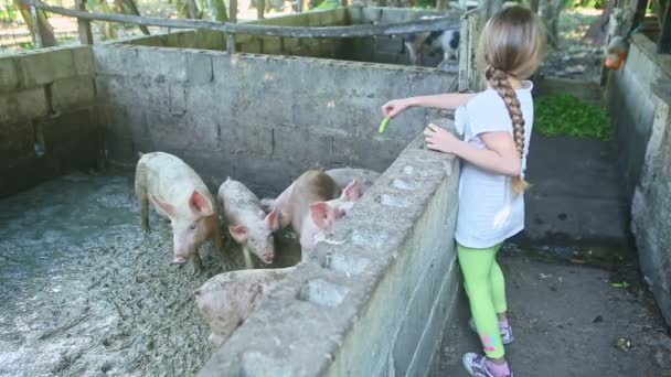 Kis szőke lány orvosi maszk táplálja kis malackák piszkos malac paddock — Stock videók