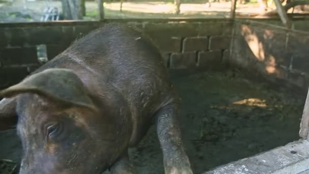 Nagy felnőtt barna disznó tette a piszkos orr a kamera álló paddock kerítés — Stock videók