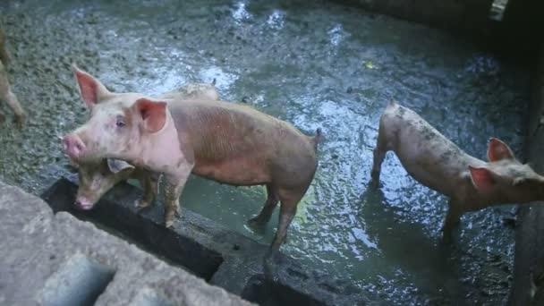 Powoli powiększyć na wielu małych białych plamistych świń bawić się w brudne padoku prosiąt — Wideo stockowe