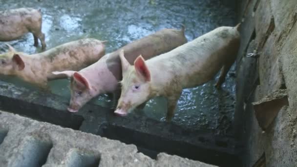 더러운 돼지 방목장에서 뛰고 있는 많은 작고 흰 점있는 돼지들 앞에서 천천히 파노라마 — 비디오