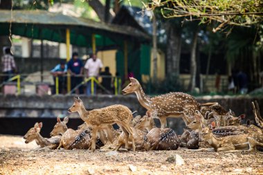 Büyük ve küçük Kızılderili benekli geyik sürüsü ulusal zooloji parkındaki açık alanda dinleniyor.