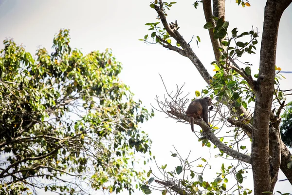 Macaco Cinzento Cabeludo Comum Sentado Numa Grande Árvore Tropical Num Fotos De Bancos De Imagens Sem Royalties