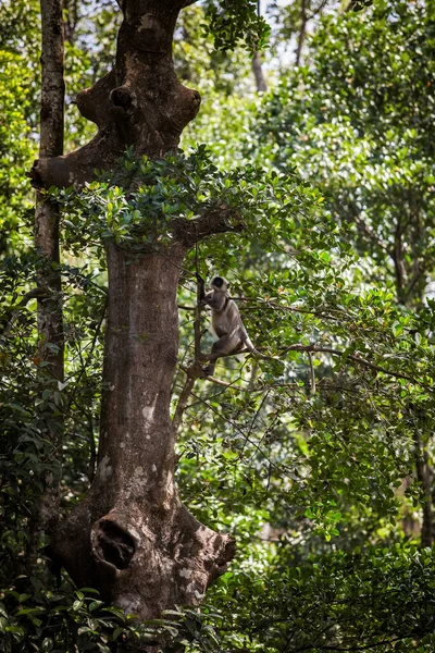 Grande Macaco Cinza Peludo Com Rosto Preto Procura Comida Grande Fotos De Bancos De Imagens