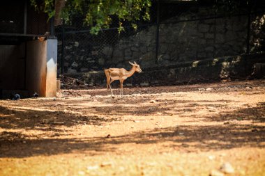 Ulusal zooloji parkındaki açık havacılıkta kuru zeminde yürüyen tek bir Hintli benekli geyik.