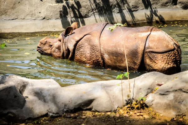 Rinoceronte Adulto Soltero Sin Cuerno Descansando Agua Estanque Verde Aviario Fotos de stock libres de derechos