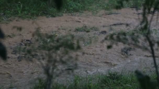 Ливень воды в тропиках — стоковое видео