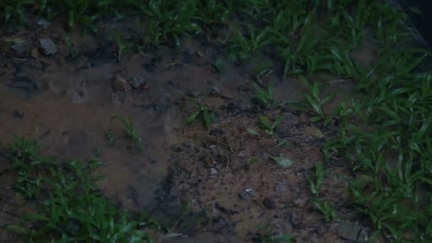 Ливень воды в тропиках — стоковое видео