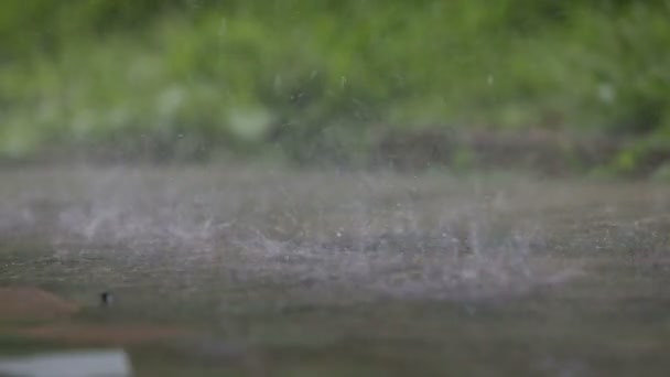 Wasserregen in den Tropen — Stockvideo