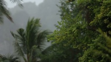 Yaz ormandaki tropikal yağmur