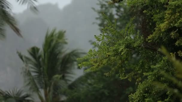 Pluie tropicale en forêt estivale 
