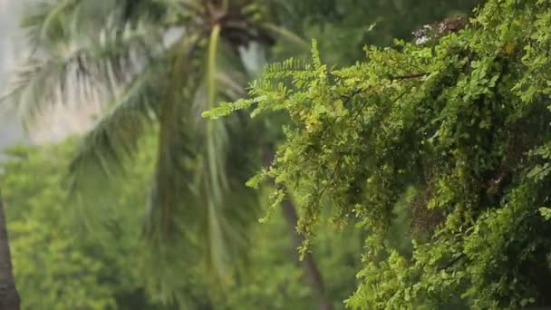 Chuva tropical na floresta de verão — Vídeo de Stock