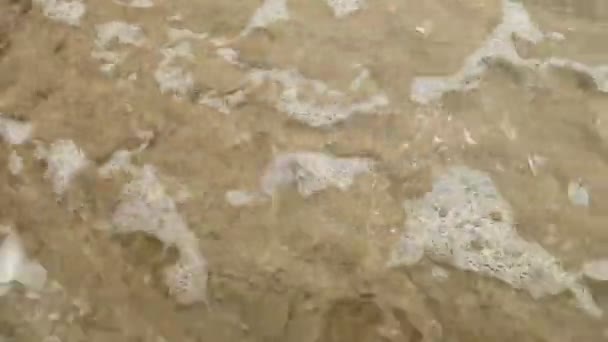 Krabbe am Sandstrand — Stockvideo
