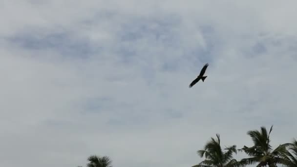 Orel letící na zamračené obloze
