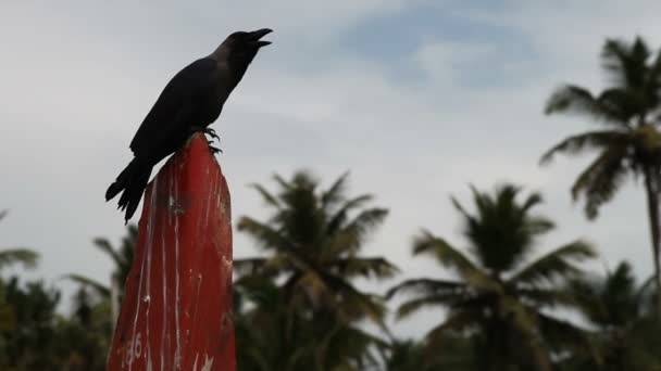 Crow on fishing boat — Stock Video