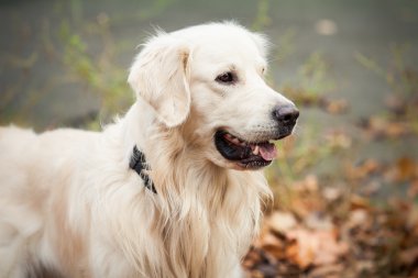 perro labrador joven