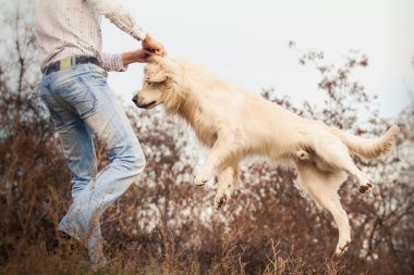 perro labrador joven