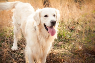 perro labrador joven
