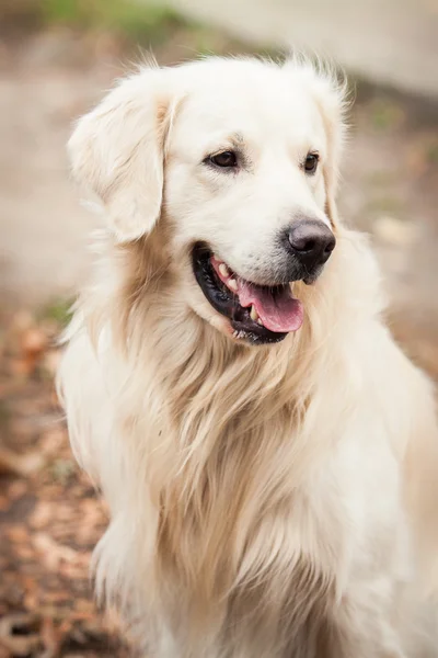 Jonge gouden retriever hond — Stockfoto