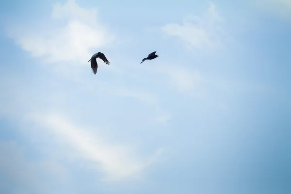 두 개의 검은 까마귀 — 스톡 사진