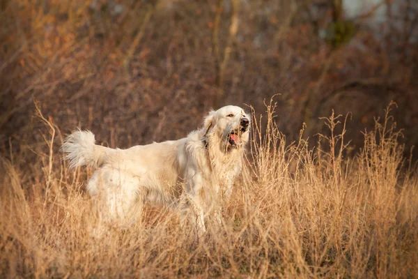 Junger Golden Retriever Hund — Stockfoto