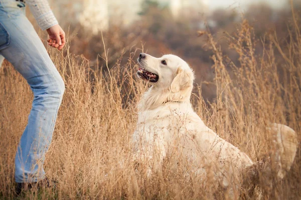 Junger Golden Retriever Hund — Stockfoto