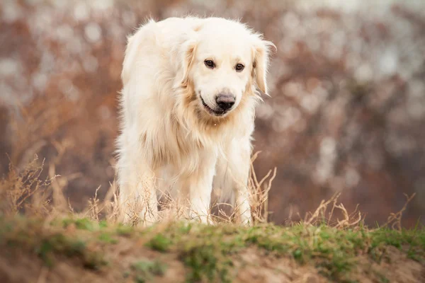 Junger Golden Retriever Hund — Stockfoto