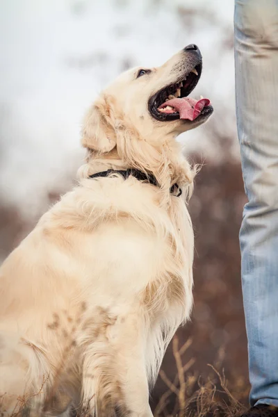 Jovem cão golden retriever — Fotografia de Stock