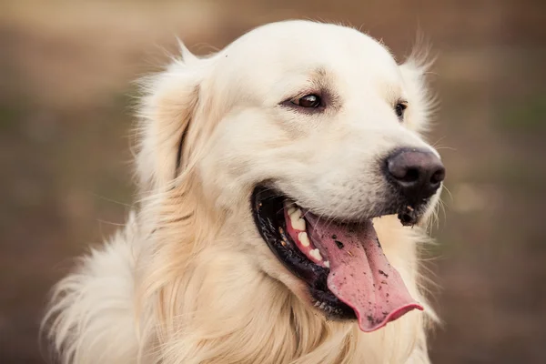 Joven perro golden retriever — Foto de Stock