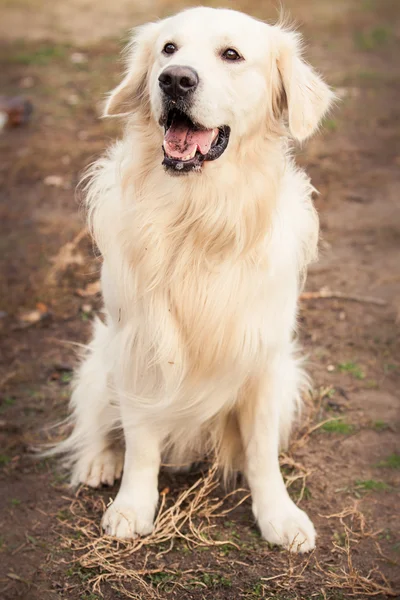 Fiatal Arany-Vizsla kutya — Stock Fotó