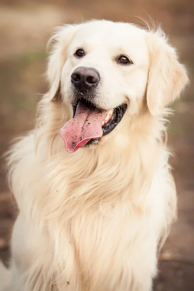 Joven perro golden retriever — Foto de Stock