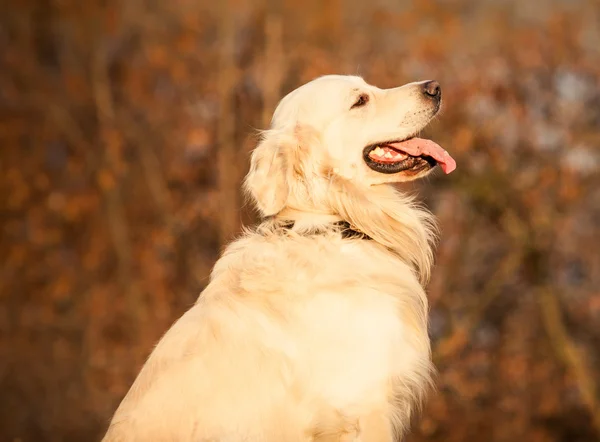 Jonge gouden retriever hond — Stockfoto