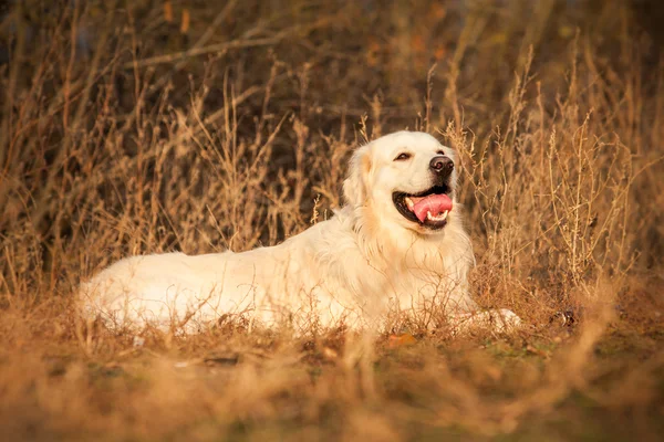 Fiatal Arany-Vizsla kutya — Stock Fotó