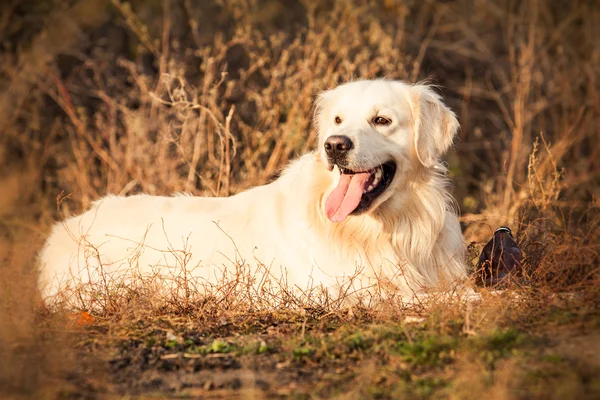 Jovem cão golden retriever — Fotografia de Stock