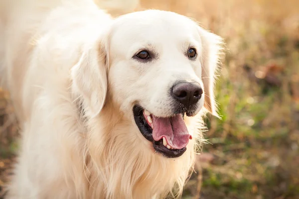 Jonge gouden retriever hond — Stockfoto