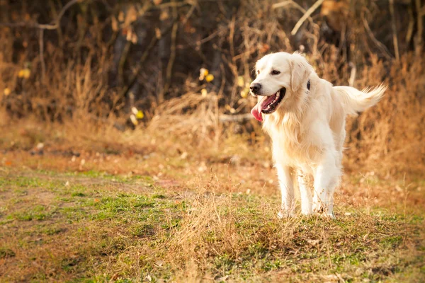 Joven perro golden retriever — Foto de Stock