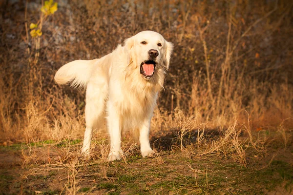 Joven perro golden retriever — Foto de Stock