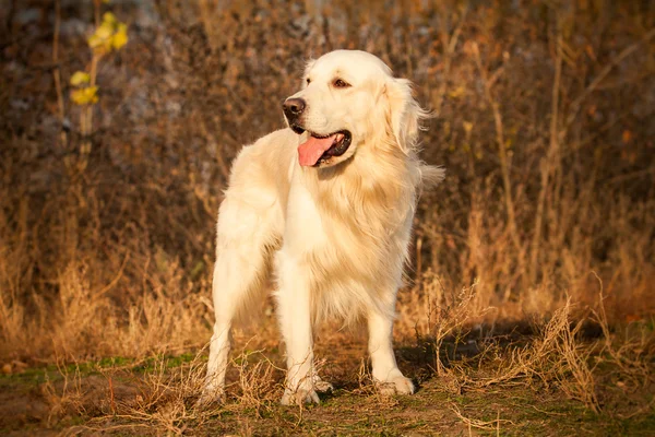 Joven perro golden retriever —  Fotos de Stock