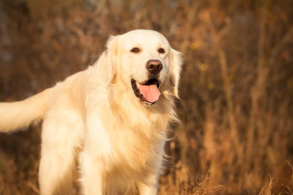 Junger Golden Retriever Hund — Stockfoto