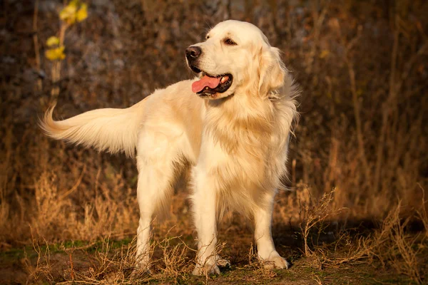 Junger Golden Retriever Hund — Stockfoto