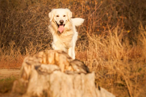 Junger Golden Retriever Hund — Stockfoto