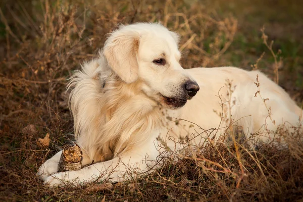 Jovem cão golden retriever — Fotografia de Stock