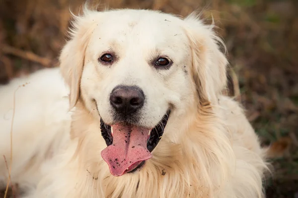 Joven perro golden retriever — Foto de Stock