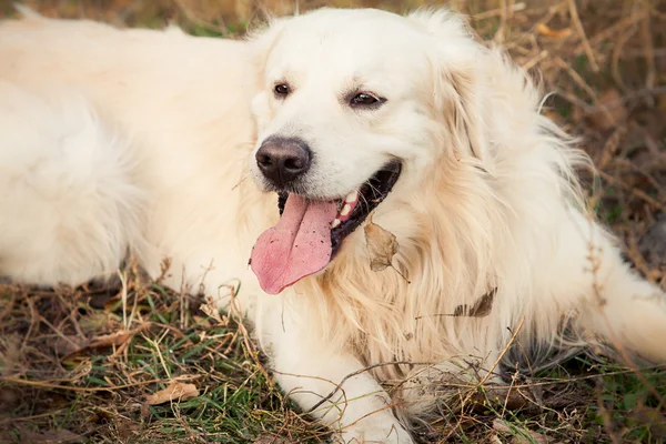 Jovem cão golden retriever — Fotografia de Stock