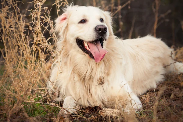 Jovem cão golden retriever — Fotografia de Stock