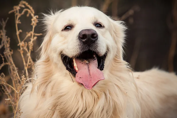 Jovem cão golden retriever — Fotografia de Stock